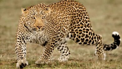 खुटियाखाल में तेंदुए का हमला, महिला की मौत से गांव में दहशत