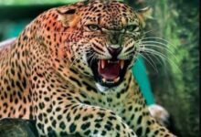 पौड़ी के जामलाखाल क्षेत्र में गुलदार के हमले से एक व्यक्ति की मौत