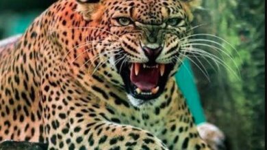 पौड़ी के जामलाखाल क्षेत्र में गुलदार के हमले से एक व्यक्ति की मौत