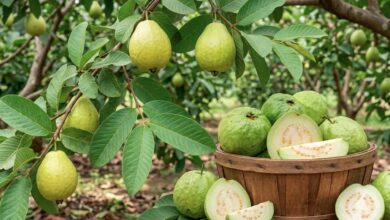 पाचन संबंधी समस्याओं से लेकर डायबिटीज और सर्दी-जुकाम में भी फायदेमंद है अमरूद